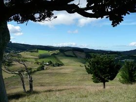 Waiheke Island Dream Cottage: Visneyard view